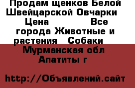 Продам щенков Белой Швейцарской Овчарки  › Цена ­ 20 000 - Все города Животные и растения » Собаки   . Мурманская обл.,Апатиты г.